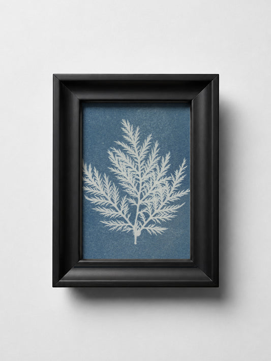 Botanical 001