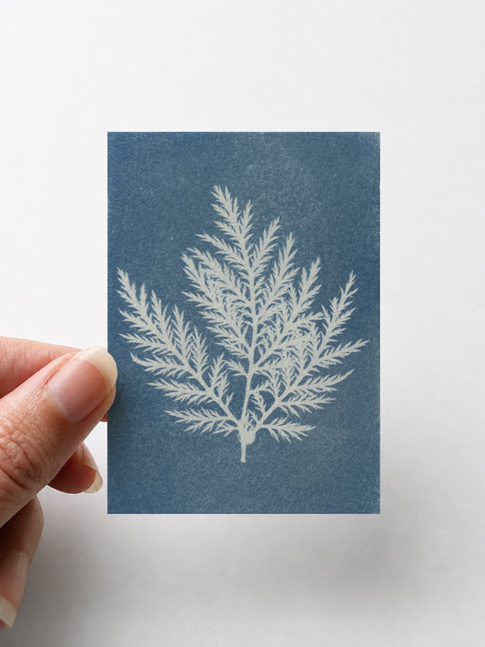 Botanical 001