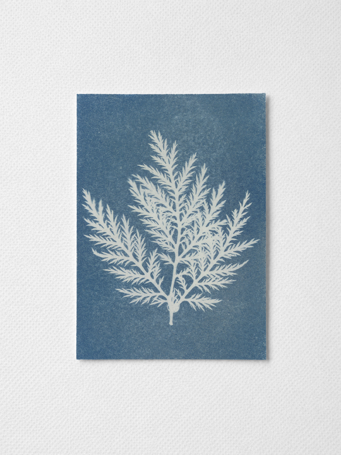 Botanical 001